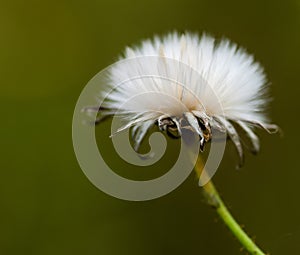 Sow-thistle seed head