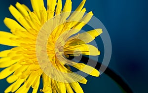 Sow thistle, small dandelion flower