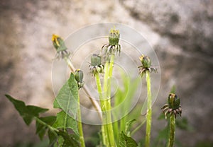 Sow thistle (Sonchus)