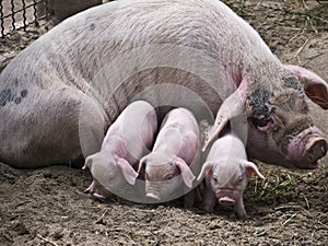 Sow-and-three piglets