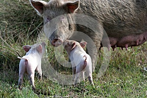 Sow and Two Piglets