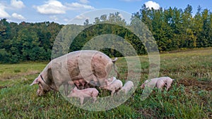 Sow watches the piglets in the meadow. Organic piggies on the organic rural  farm. Rural piglets roam in field. Squeakers graze