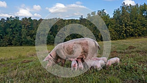 Sow watches the piglets in the meadow. Organic piggies on the organic rural  farm. Rural piglets roam in field. Squeakers graze