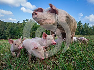 Sow watches the piglets in the meadow. Organic piggies on the organic rural  farm. Rural piglets roam in field. Squeakers graze photo