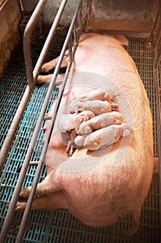 Sow with young pigs in a pig pen at the farm