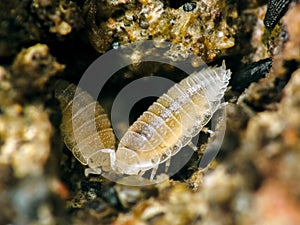 Sowbug (Trichorhina tomentosa) Beneficial Insect Garden