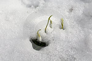 Sowdrops in the snow