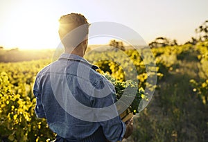 He sowed it, he reaped it. Rearview shot of a young man holding a crate full of freshly picked produce on a farm.