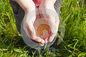 sower& x27;s hand with wheat seeds throwing to field. photo