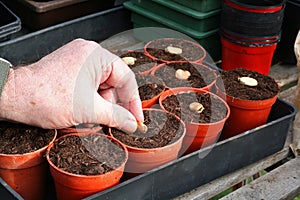 Sowing broad beans.