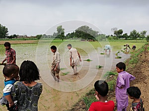 Sowing crops of rice in a Pakistani village
