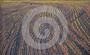 Sowing grain on a farm with black topsoil. dry seasons are a problem and water is really needed in the spring. crooked lines that