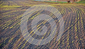 Sowing grain on a farm with black topsoil. dry seasons are a problem and water is really needed in the spring. crooked lines that