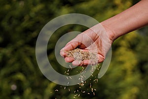 Sowing grain. Female hand sowing grass seeds