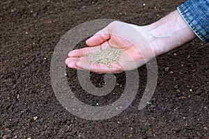 Sowing grass seed into the soil