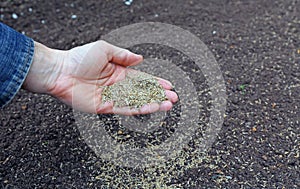 Sowing grass seed into the soil