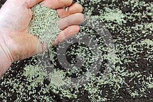 Sowing Grass Seeds By Hand.