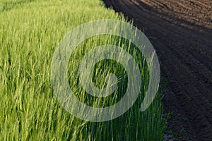 Sowing and Harvesting