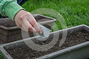 Sowing of herbs from packet