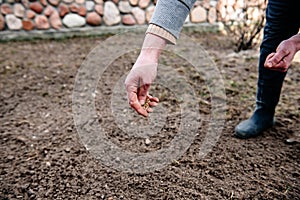 Sowing lawn grass seed into the soil. Farmer`s hand spreading seeds.