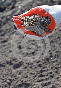 Sowing the lawn in the spring. A female hand in a glove holds the seeds of lawn grass, against the background of plowed land