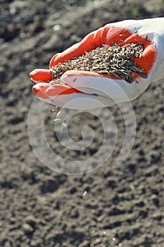 Sowing the lawn in the spring. A female hand in a glove holds the seeds of lawn grass, against the background of plowed land