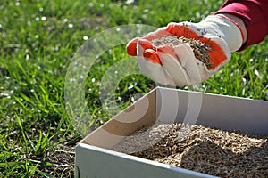Sowing the lawn in the spring. A female hand in a glove holds the seeds of lawn grass over a cardboard box, against a background