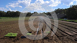 Sowing Lettuce - work on the farm