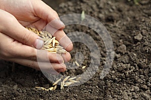 Sowing oats photo