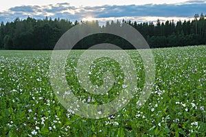 sowing peas field at sunset