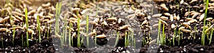 Sowing and planting seeds and germ buds on soil photo