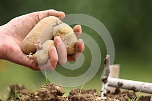 Sowing potatoes