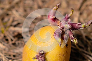 Sowing potatoes on the ground on mulch, tuber germinating, solanum tuberosum