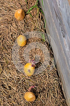 Sowing potatoes on the ground on mulch, tuber germinating, solanum tuberosum