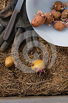 Sowing potatoes on the ground on mulch, tuber germinating, solanum tuberosum