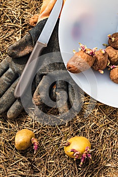 Sowing potatoes on the ground on mulch, tuber germinating, solanum tuberosum