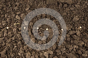 Sowing in the processed soil