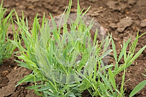 Sowing rank, Chickling, Chickling vetch young plants