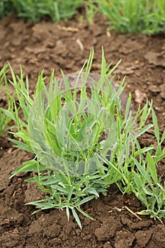 Sowing rank, Chickling, Chickling vetch young plants