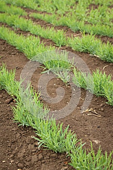 Sowing rank, Chickling, Chickling vetch young plants