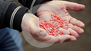 Sowing red Corn seeds, treated with pesticides, in farmer`s hands. Concept of sowing maize.