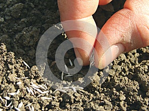 Sowing seeds photo