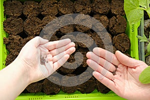 Sowing seeds.Children& x27;s and female hand with seeds.Growing seedlings. Mother and child plant seeds in peat tablets
