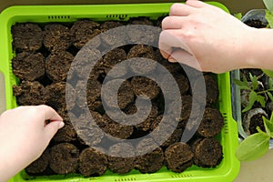 Sowing seeds.Children& x27;s and female hand with seeds on peat tablets and green seedlings background.Growing seedlings