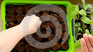 Sowing seeds.Growing seedlings. Mother and child plant seeds in peat tablets.Children's and female hand with seeds on