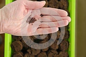 Sowing seeds. hand with seeds .Growing seedlings.plant seeds in peat tablets. View from above.Home garden.