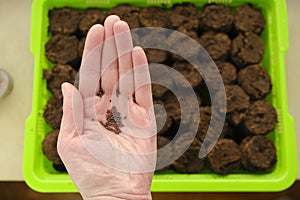 Sowing seeds. hand with seeds on peat tablets.Growing seedlings.plant seeds in peat tablets. Home garden.