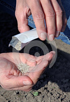 Sowing seeds of lettuce