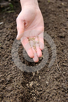 sowing seeds in row with the hand