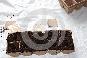 Sowing seeds in spring in biodegradable peat pots